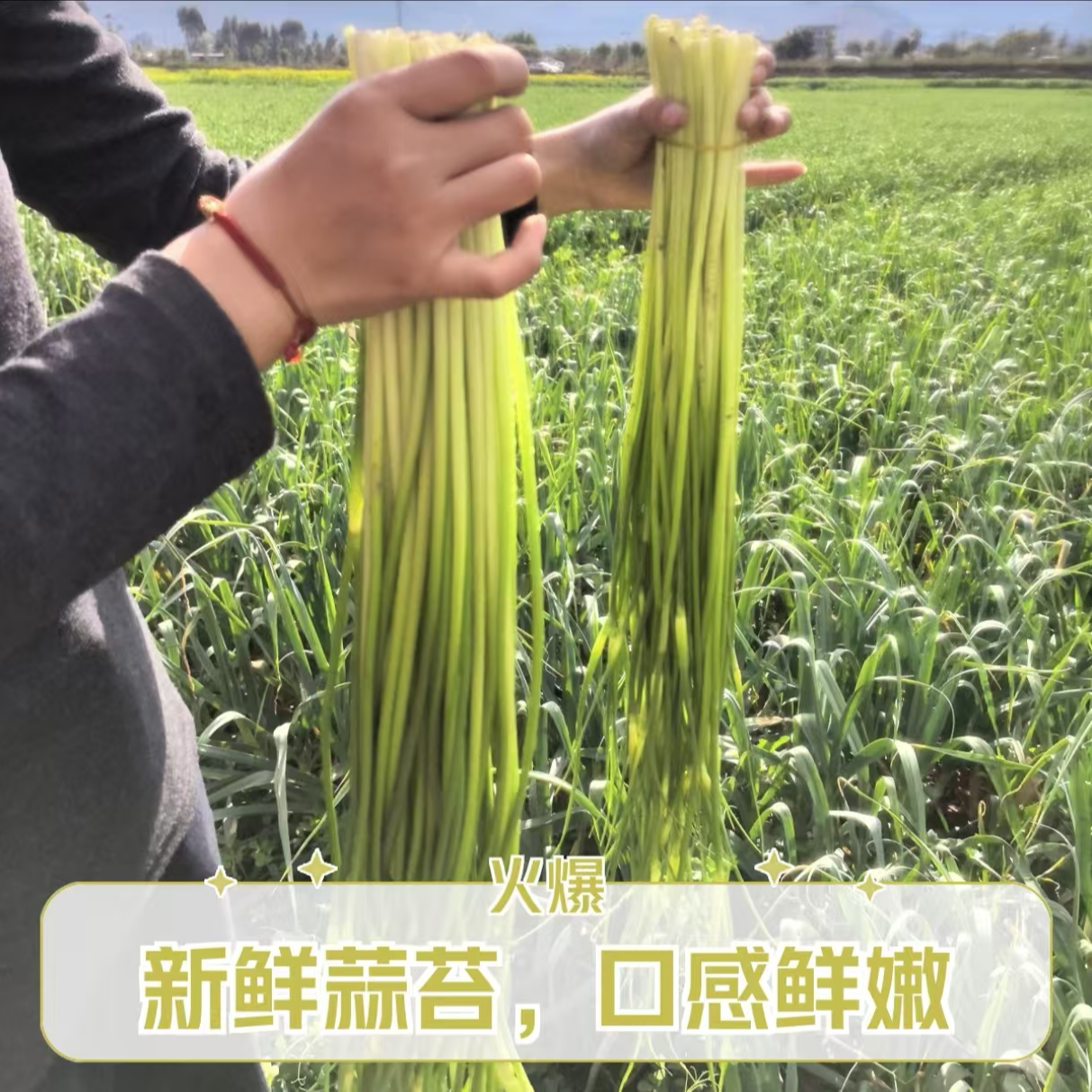 （生鲜特快）家庭装 现摘现发锁鲜到家