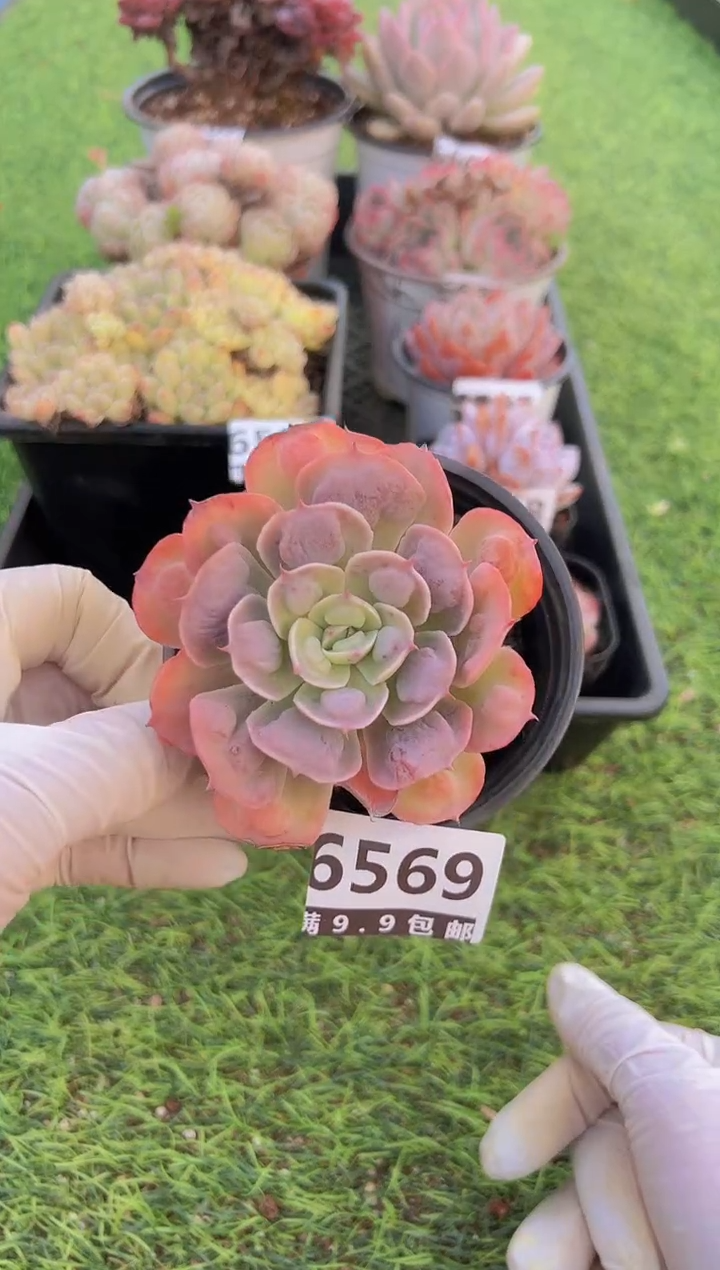 【闪购商品】信福多肉一物一拍