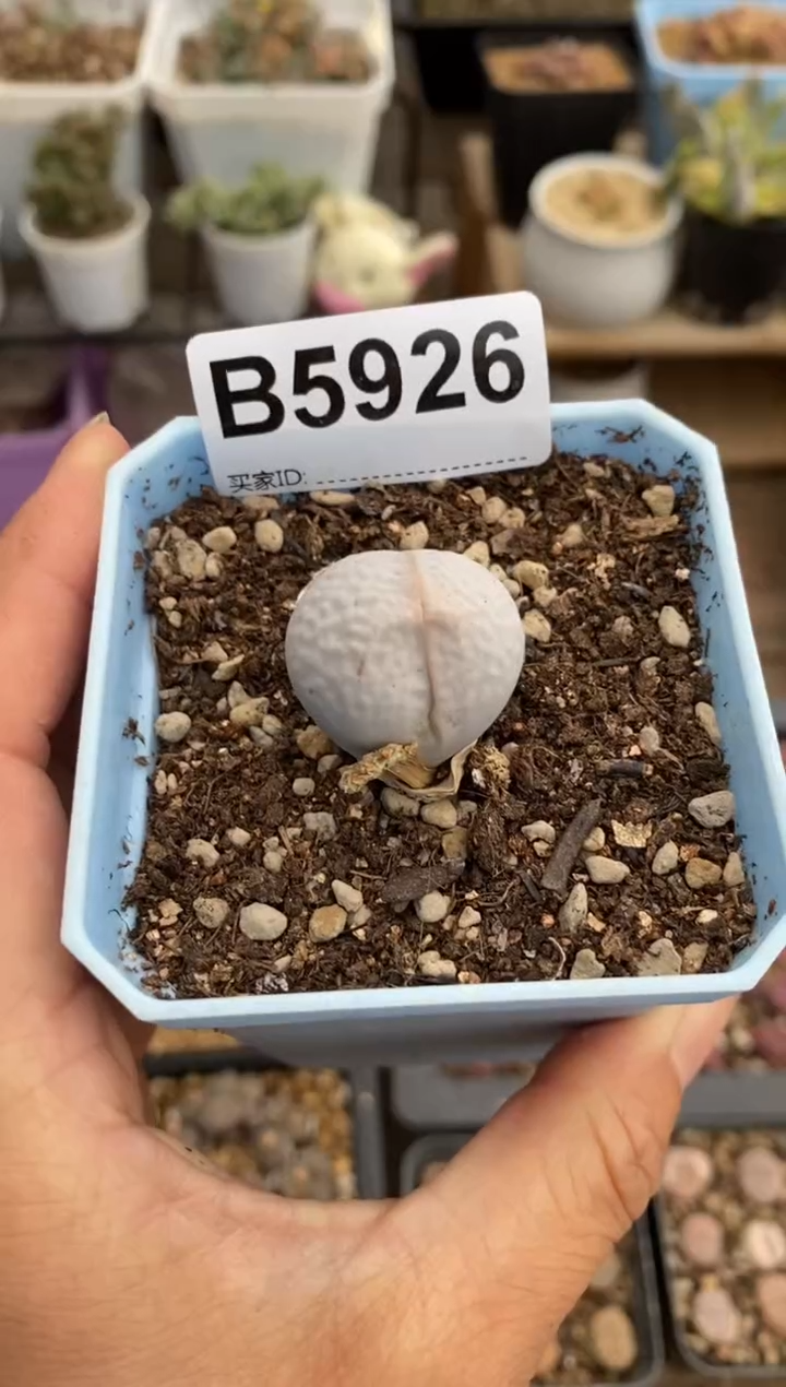 5926直播一物一拍