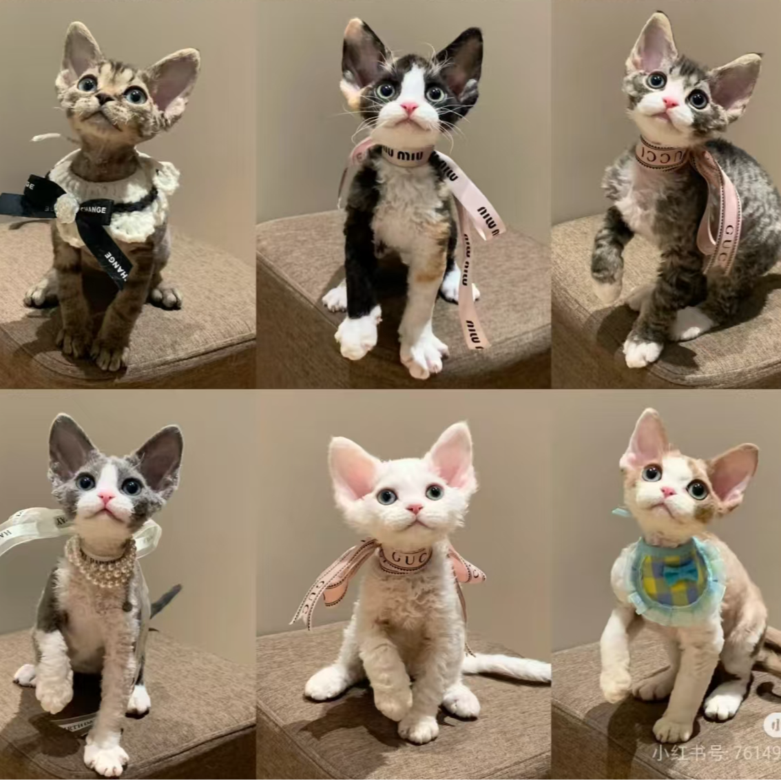甜美温顺各种色系德文卷毛猫幼体