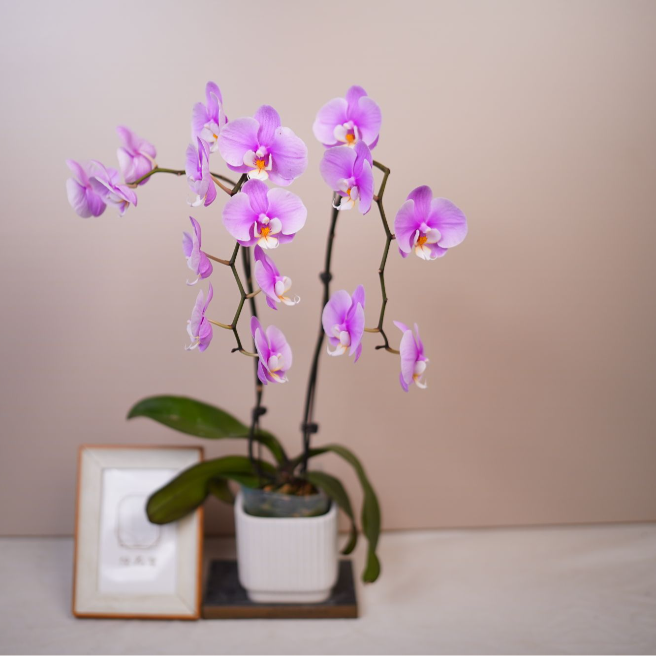 蝴蝶兰【安娜 2.8寸 】全花开花珠发货