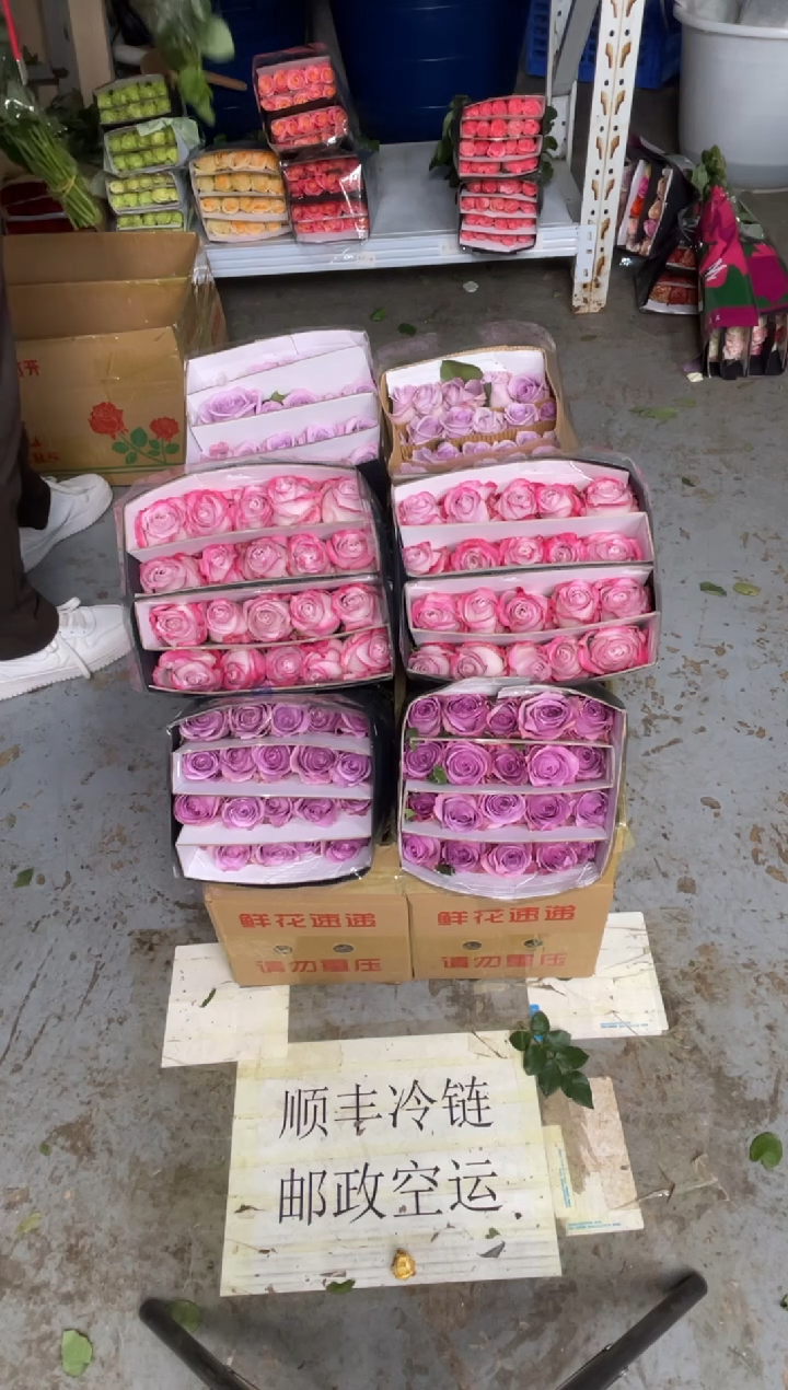 气场20枝+ 紫霞20枝+海洋之歌20枝