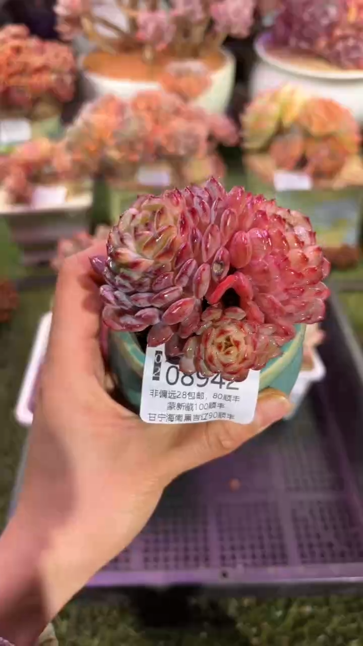 【闪购商品】08942脱土带盆
