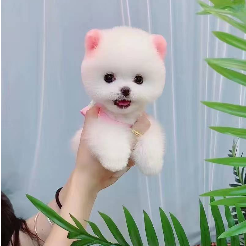 七喜家韩系比熊博美泰迪