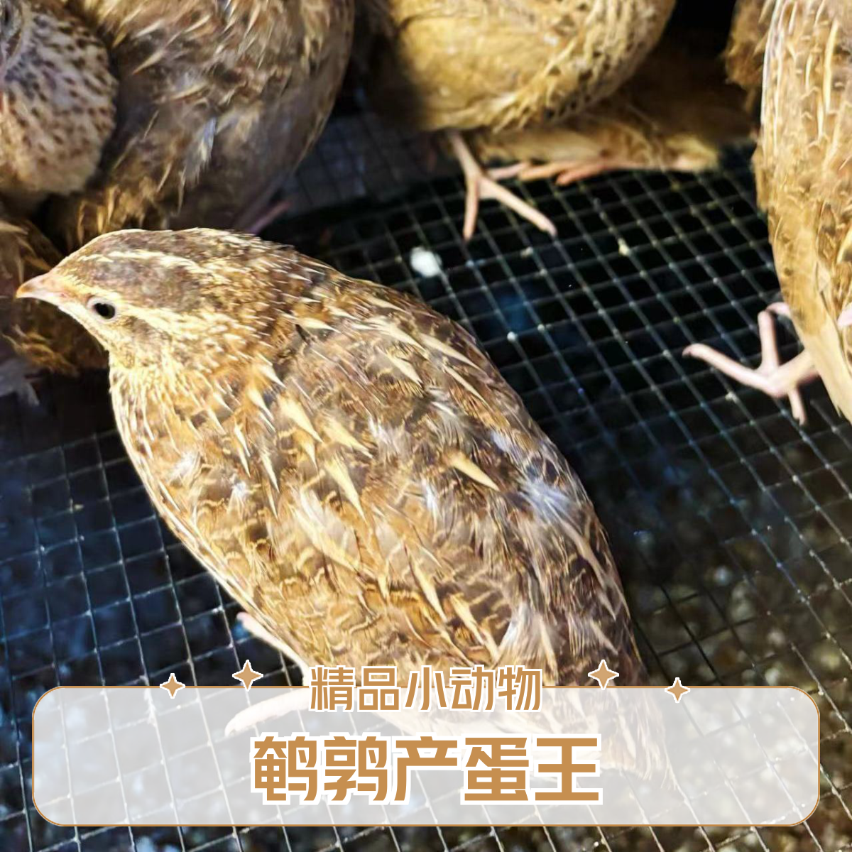 精品黄羽鹌鹑产蛋王
