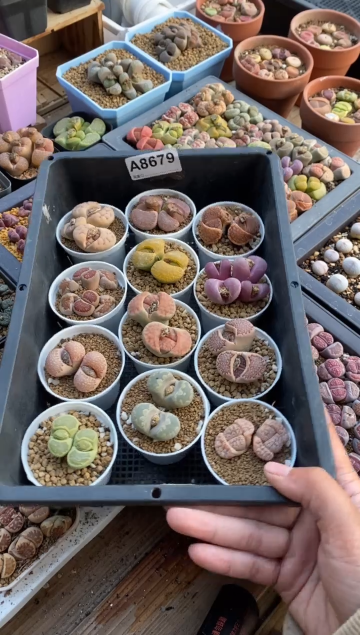 【闪购商品】8679直播一物一拍