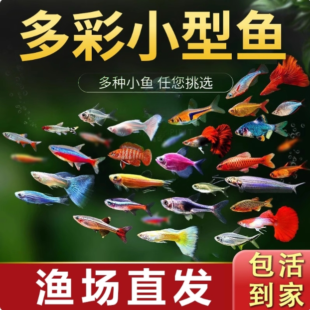 七彩斑马鱼小型鱼热带灯科鱼大号金鱼缸观赏鱼淡水鱼孔雀鱼苗耐活
