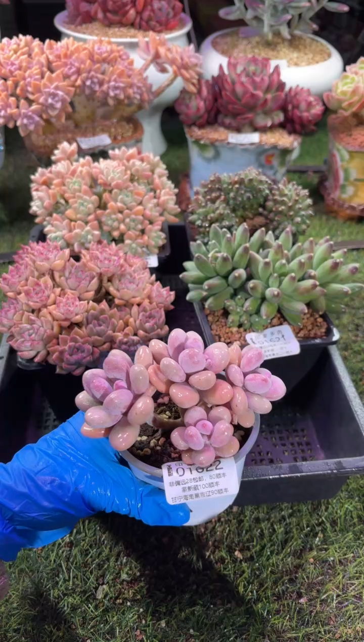 【闪购商品】01622