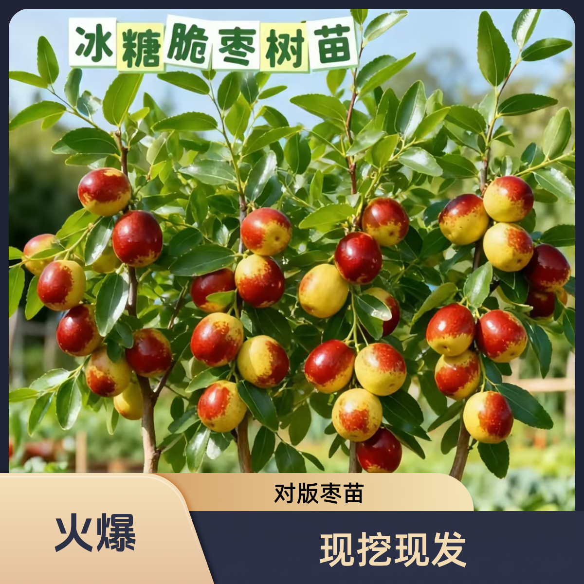 对版冰糖三代脆枣树苗冬枣地栽盆栽南北方种植耐寒抗旱易种植绿植