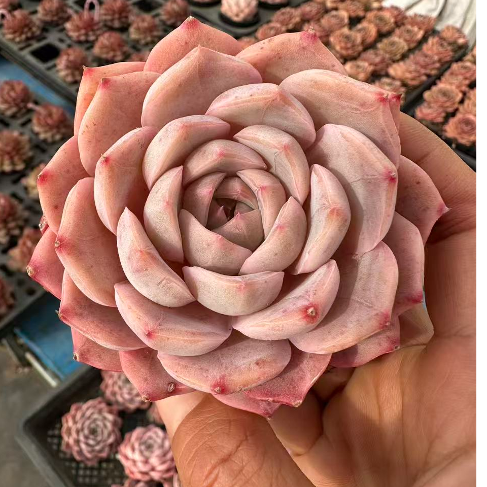 7#司音宠粉版多肉植物 前男友精品多肉 