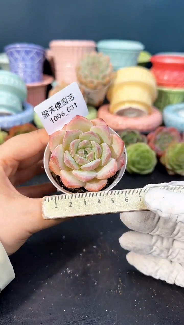 1006-031  青山 （冠幅5cm）