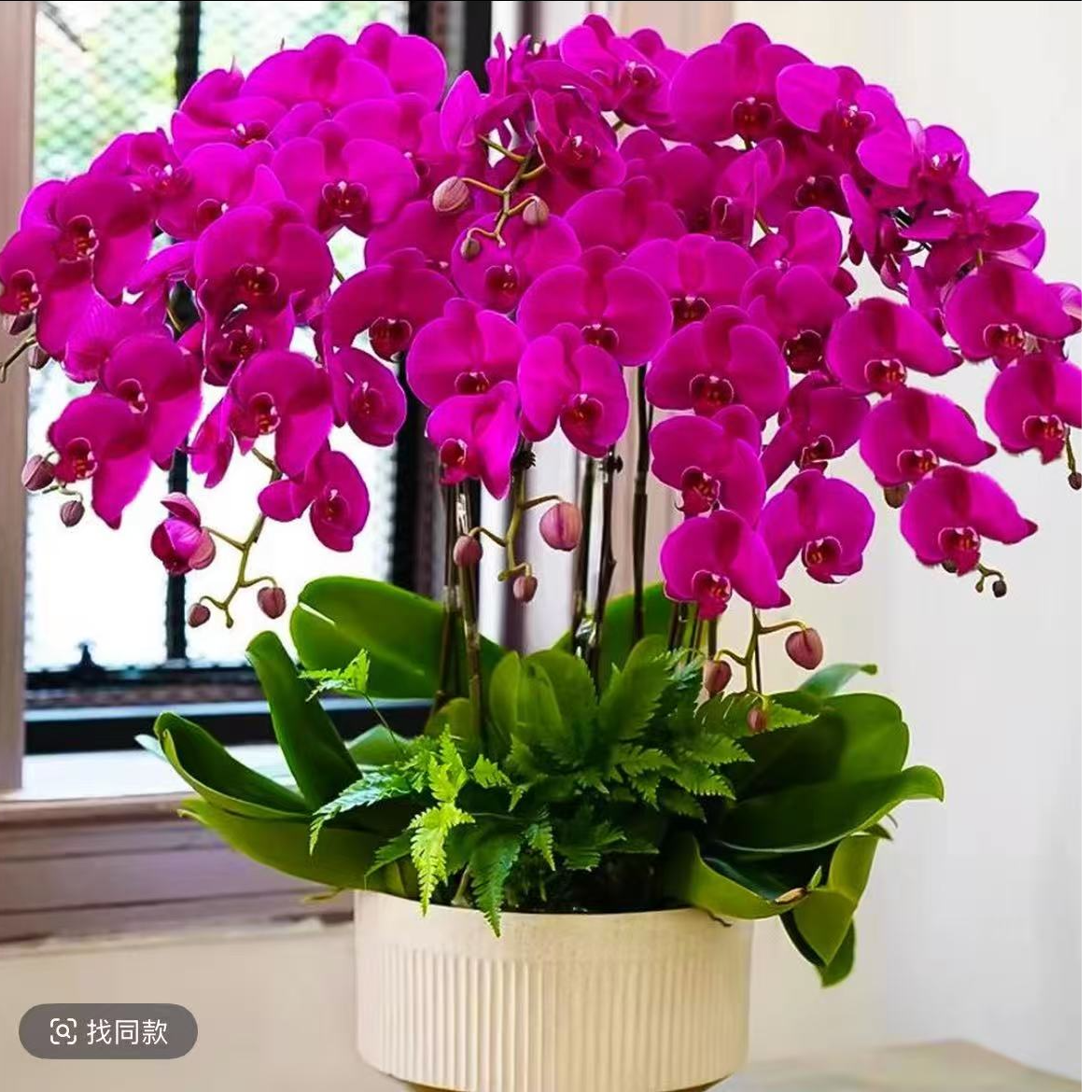 带花发货蝴蝶兰盆栽带花剑花卉客厅兰花大苗室内植物四季好养活