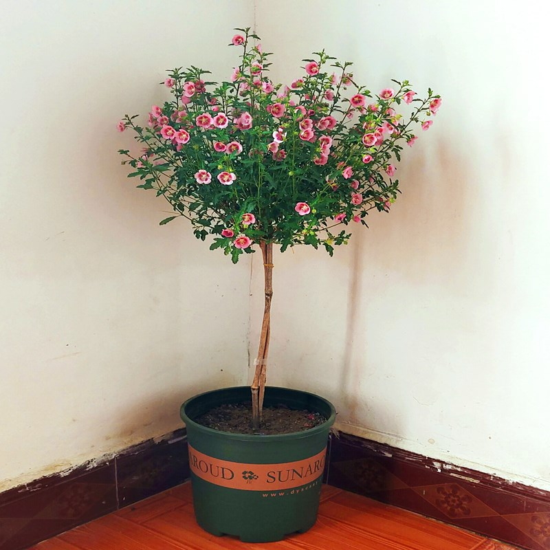 小木槿花苗盆栽棒棒糖阳台庭院花园耐热花卉植物四季开花易养爆盆
