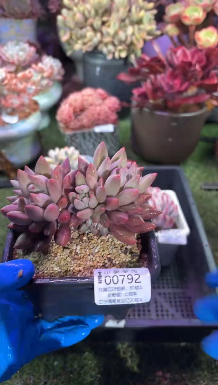 【闪购商品】00792