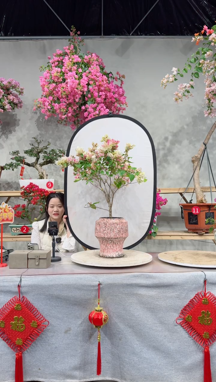 【闪购商品】盆景漳红樱