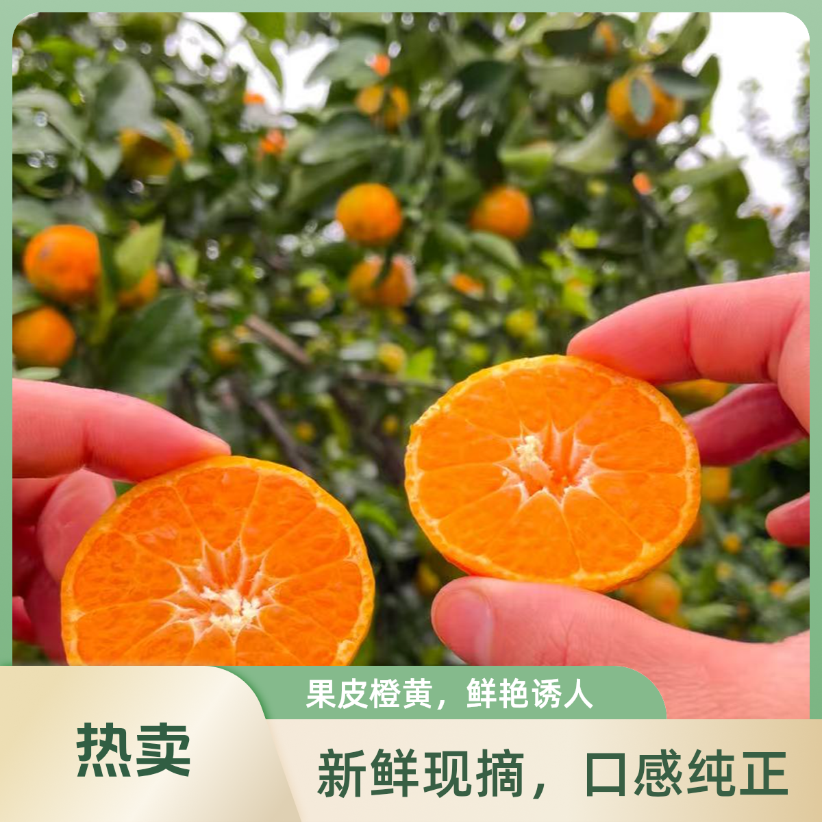 正宗砂糖桔-顺丰包邮到家