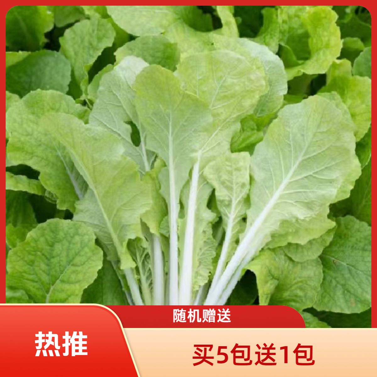 （全店满5元包邮）甜脆小白菜种子四季小白菜种子蔬菜种子蔬菜种子