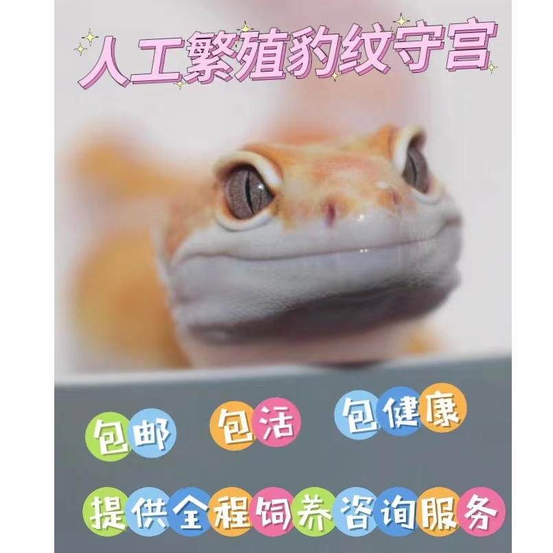 守宫可爱萌宠入门爬宠