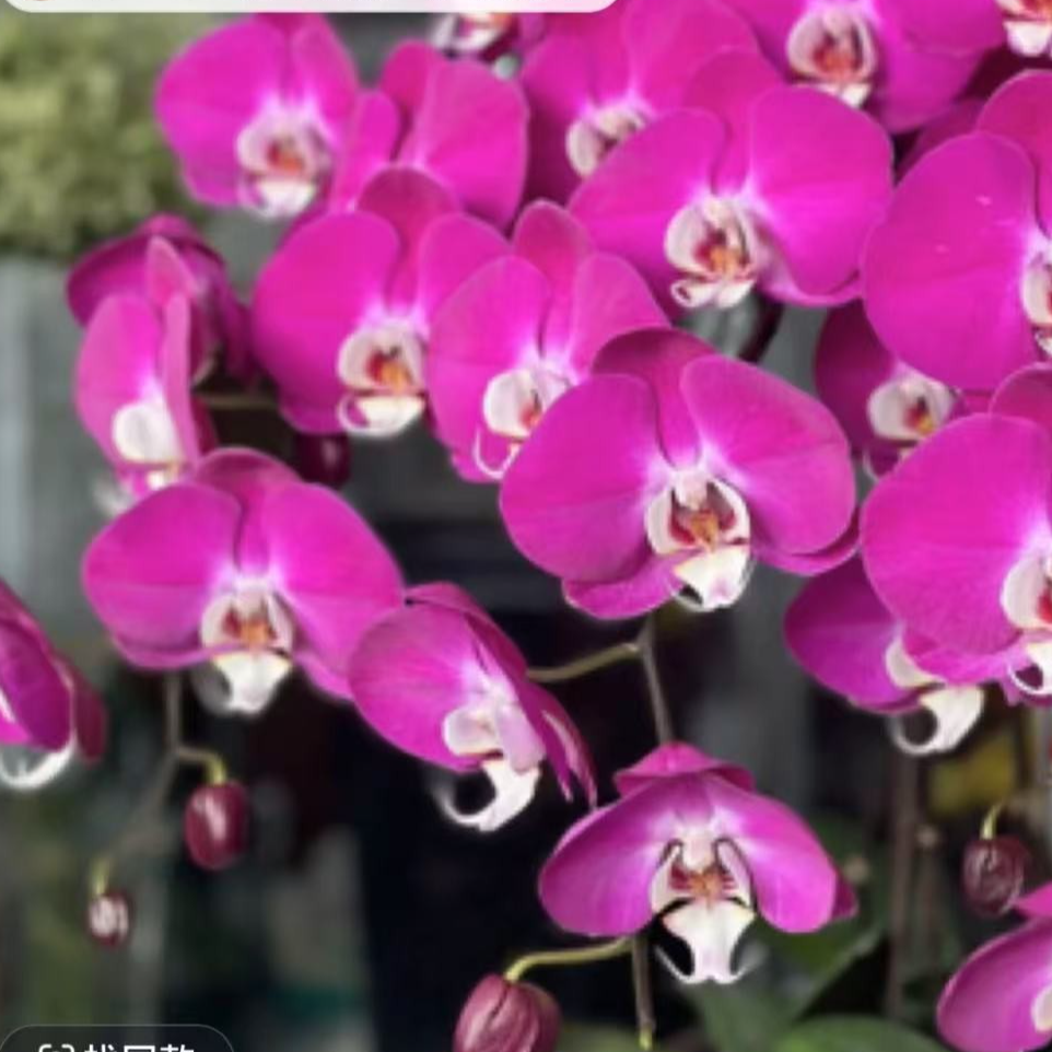 【老板卖花记】蝴蝶兰 青梅竹马 3.5寸苗子