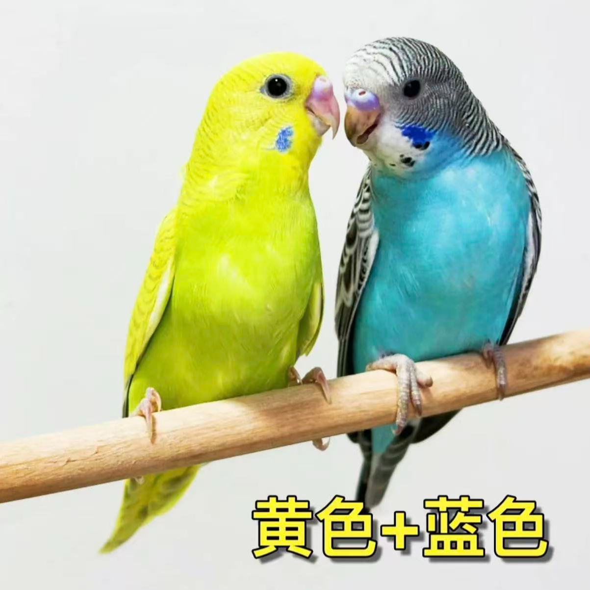 鹦鹉活体宠物鸟观赏鸟手养鹦鹉包邮活鸟2只