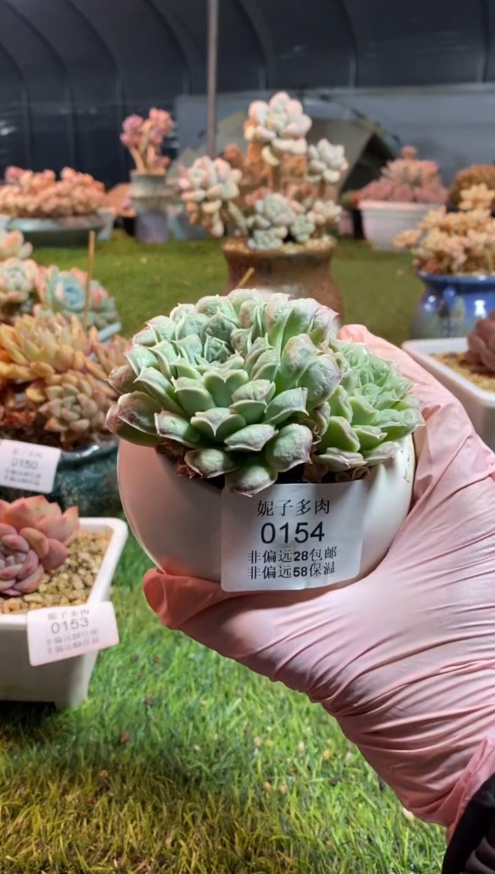 【闪购商品】0154a