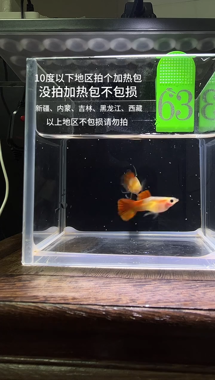 孔雀鱼银河c体63
