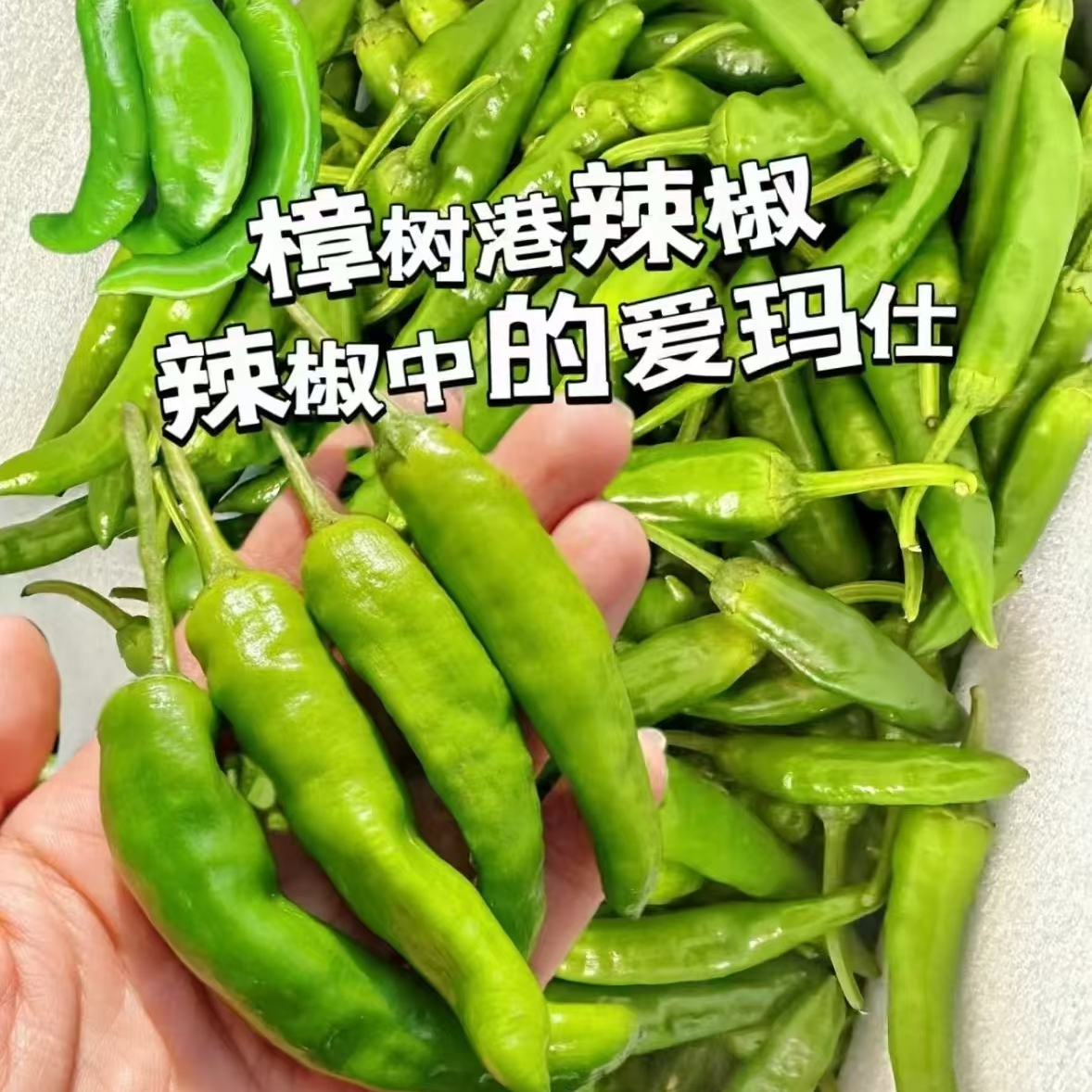 正版樟树港辣椒苗四季家庭阳台辣椒盆摘香辣螺丝椒牛角椒指天椒苗