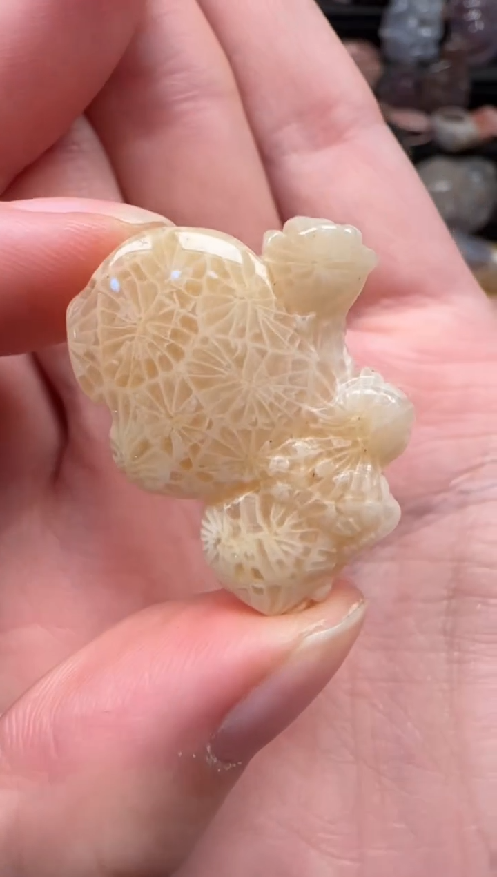 颈饰未镶嵌硅化珊瑚（珊瑚玉）846