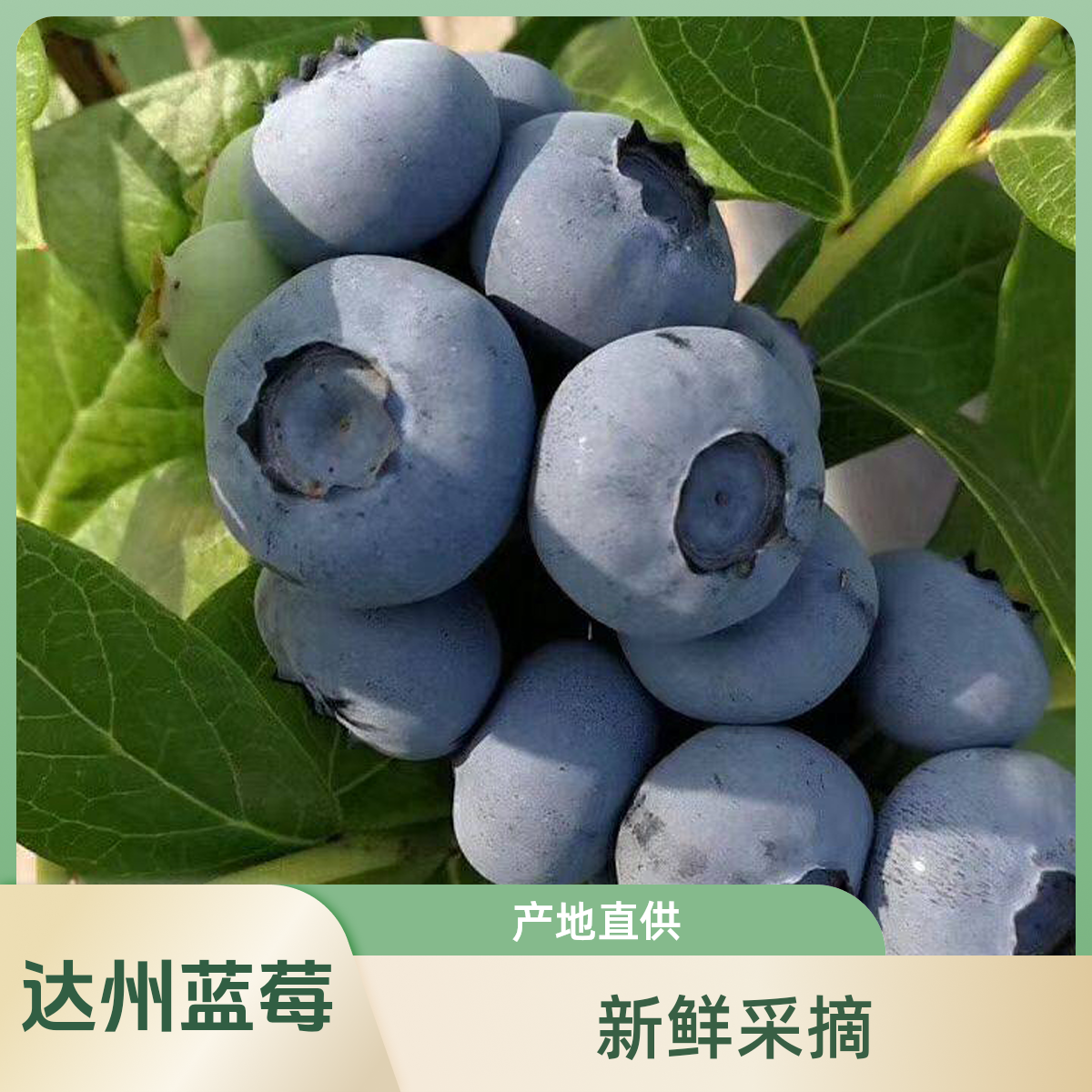 达州本地蓝莓新鲜采摘8-16mm+产地达川区百节125-1500g水果同城送水果同城送四川省