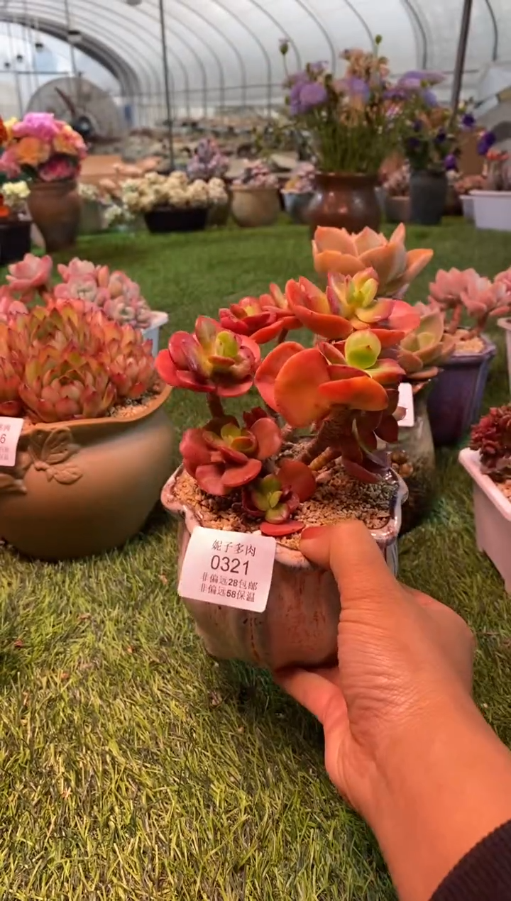 0321aa（满28包邮发货）