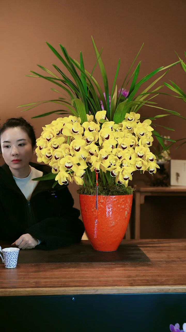 【闪购商品】盆景金玉满堂 红