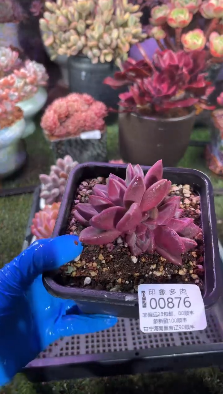 【闪购商品】00876