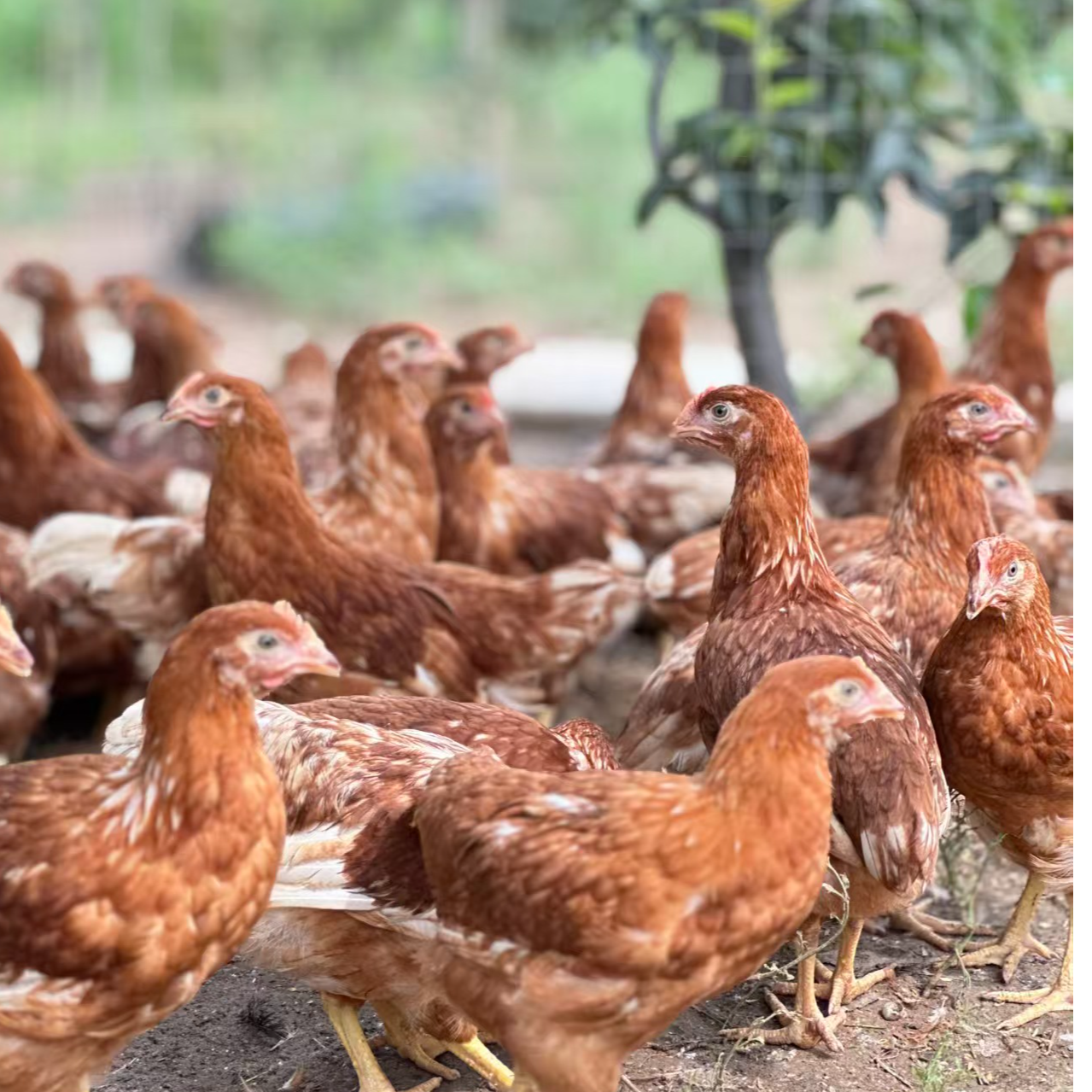 （5只）每只1.5-1.7斤海澜鹤鸡 肉质鲜美  包冰率10%以内