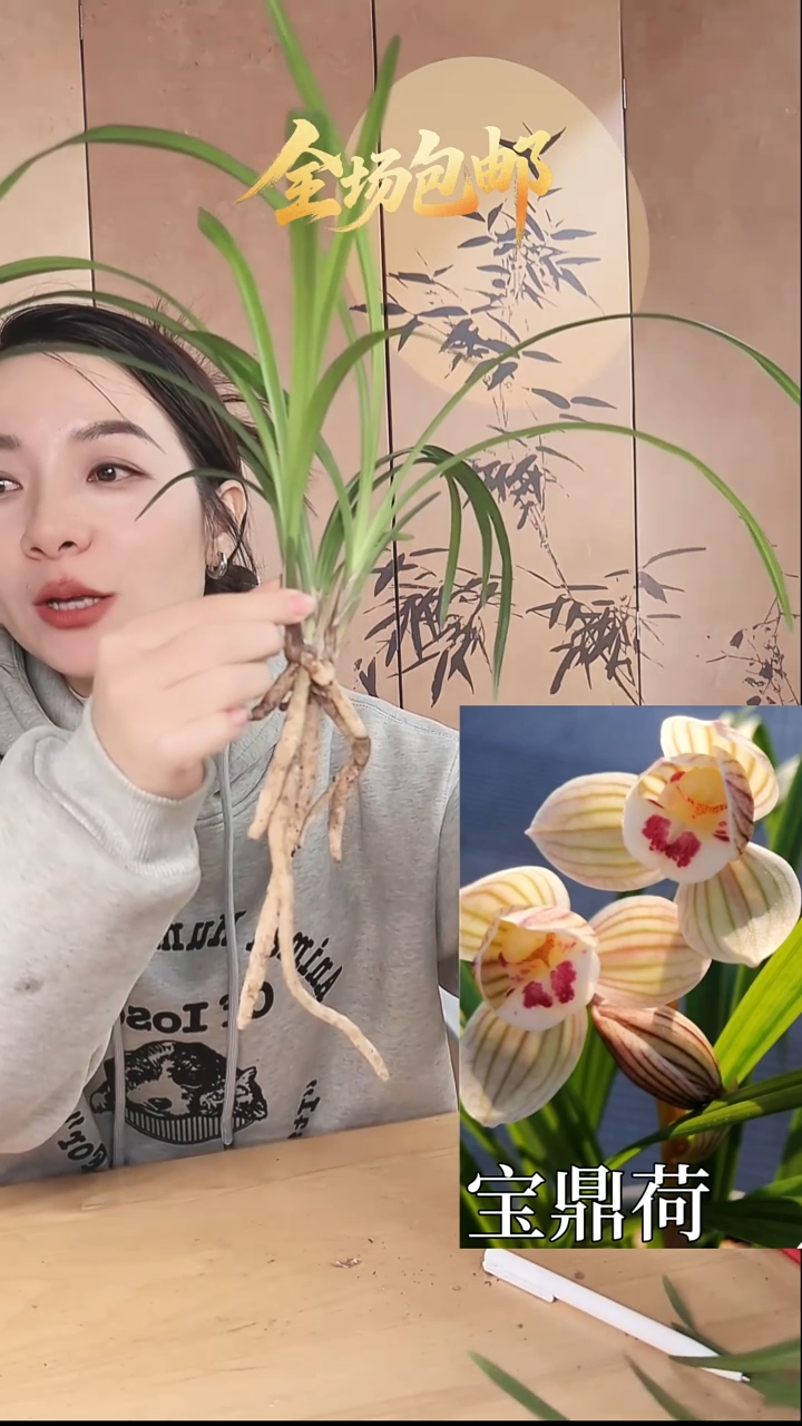 当前无花栽培后可以开花：宝鼎荷