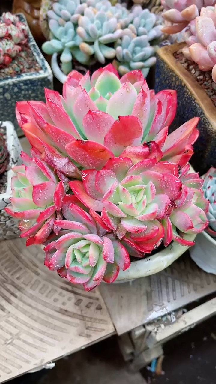 【闪购商品】16024