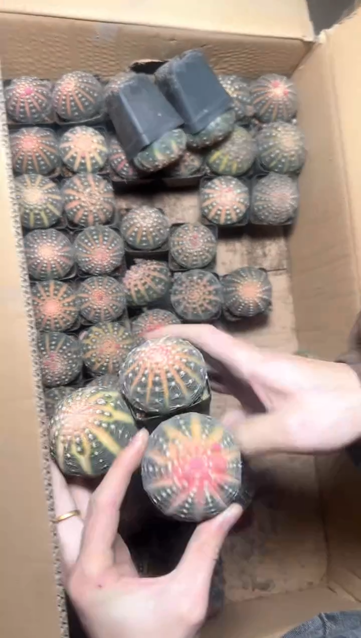 3颗 实生根 拉根锦 4-6cm