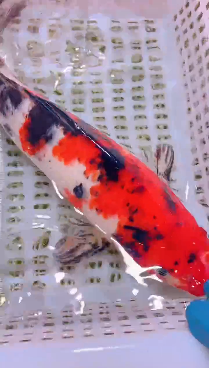 锦鲤冷水观赏鱼全场包邮80