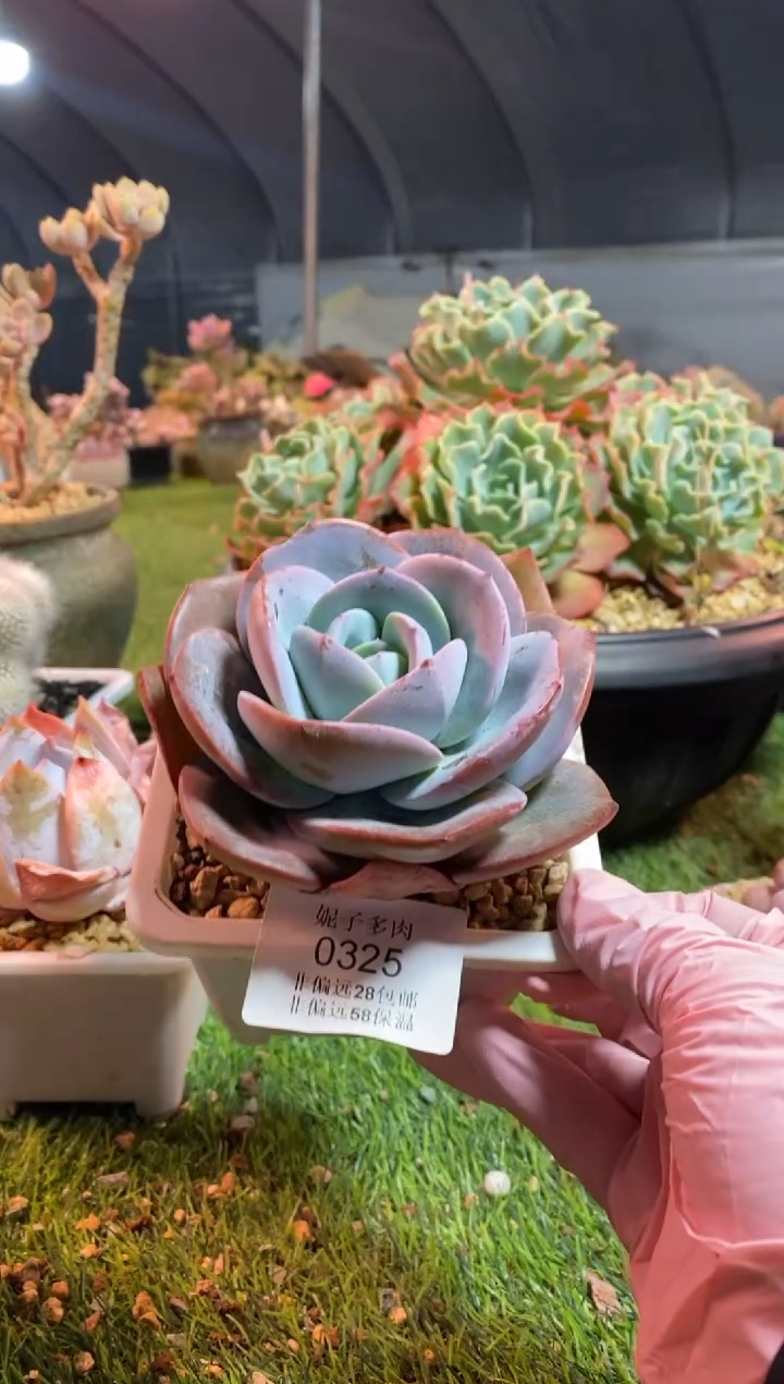 【闪购商品】0325a