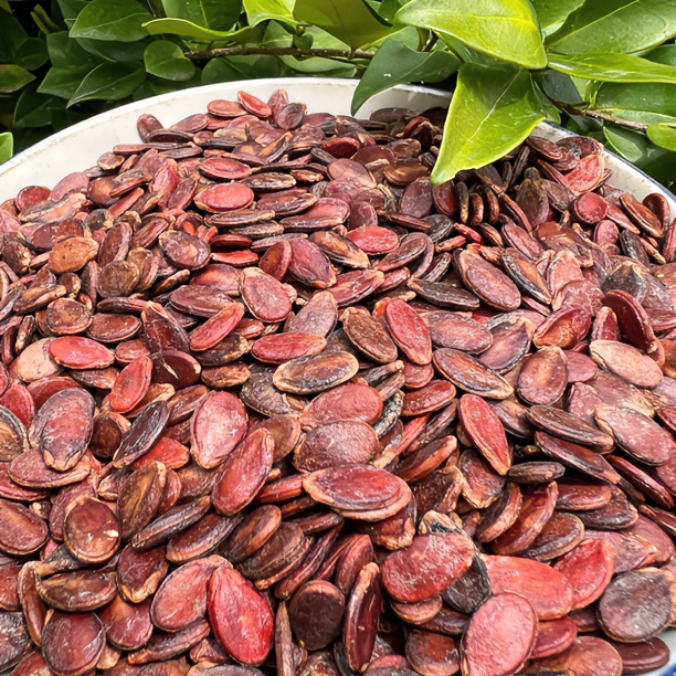 道县红瓜子2025年新瓜子原味生瓜子太阳晒干不加工颗粒饱满好磕