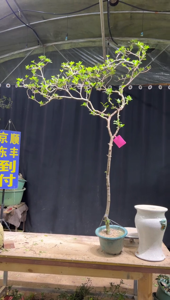 当前无花栽培后可以开花让**飞海岛栀子花