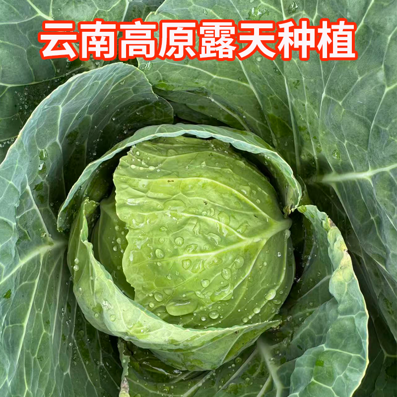 云南农家自种新鲜包菜圆白菜绿甘蓝