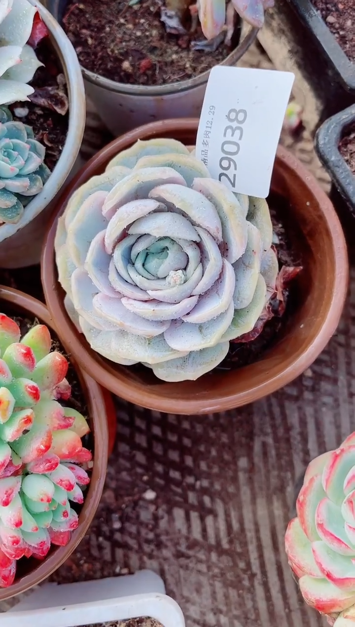 夏*跃跃精品多肉29038