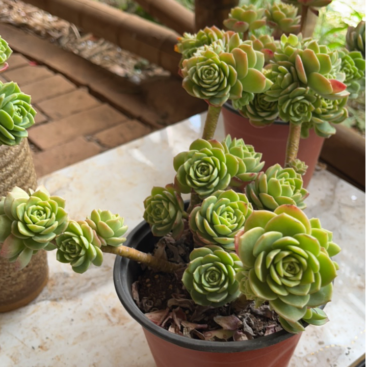 绿蔷薇 多肉量拍