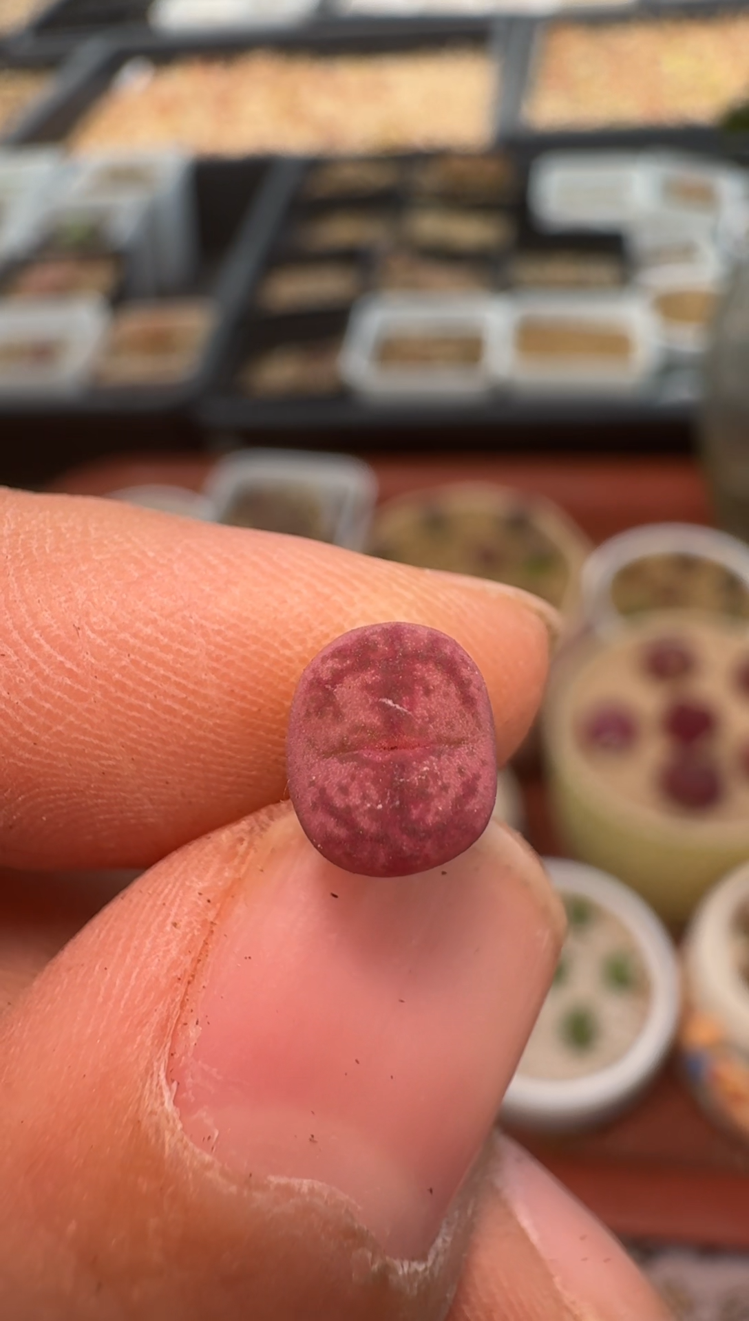 美丽的肉石头24-101