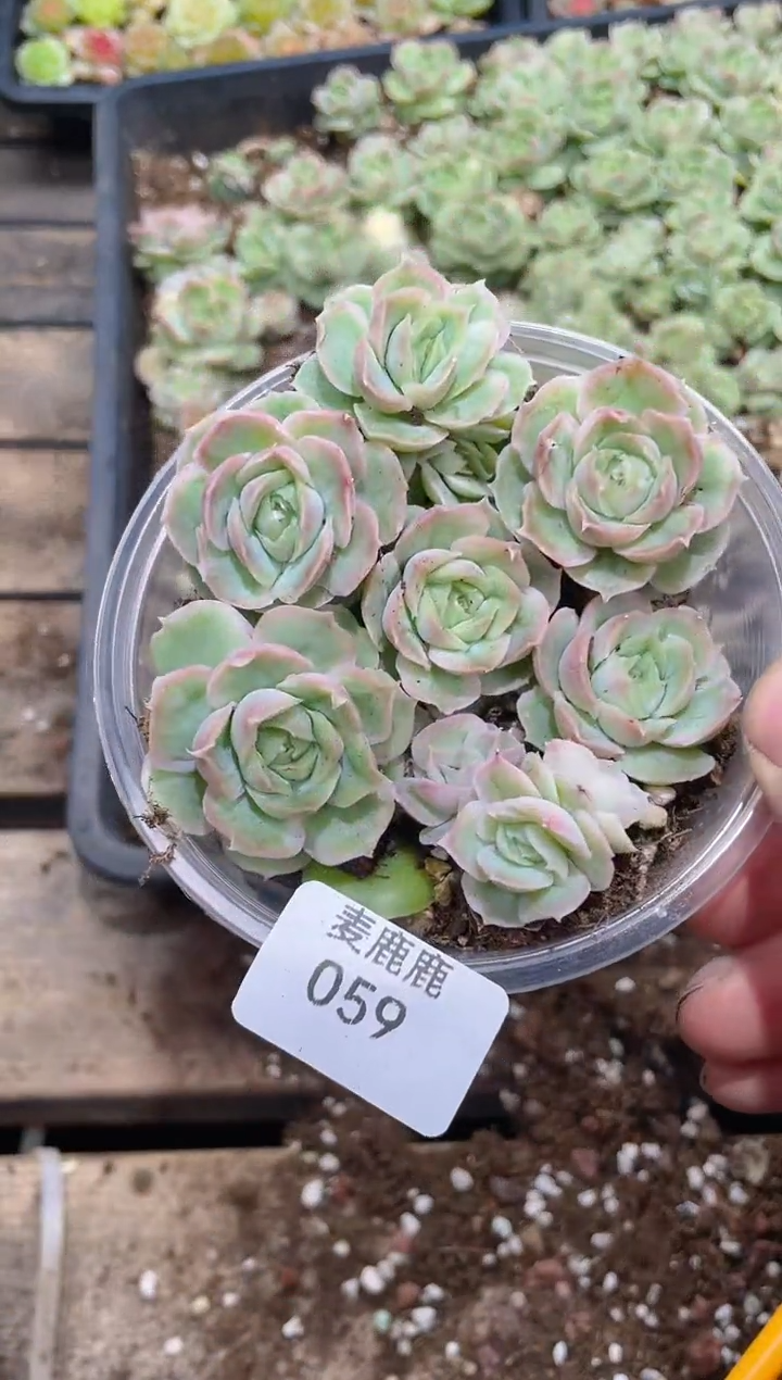 059水晶虾饺     量拍