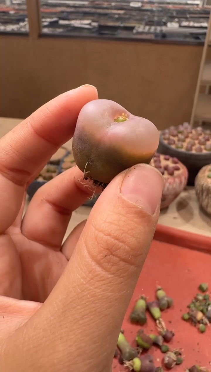 18-10多肉植物肉锥