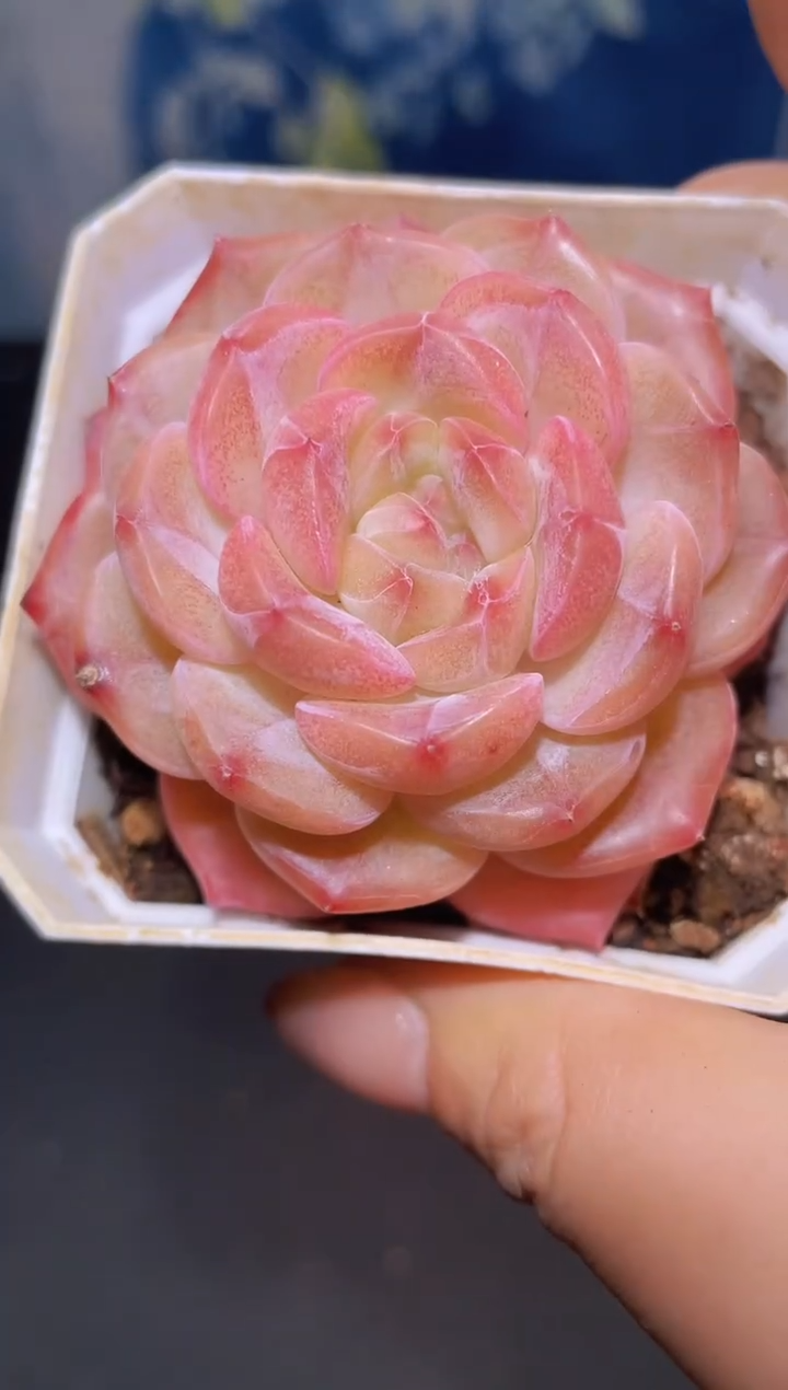 【闪购商品】097炫光天使多肉