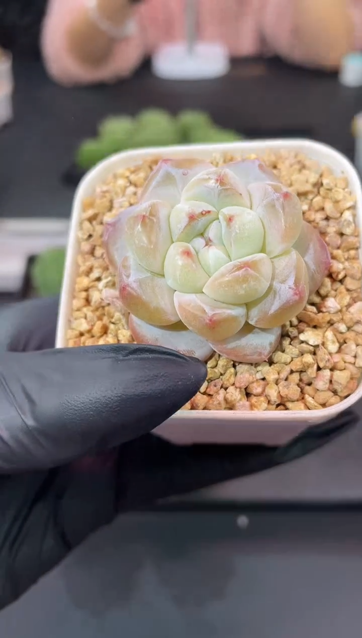 闪购957  梦玉多肉一颗   