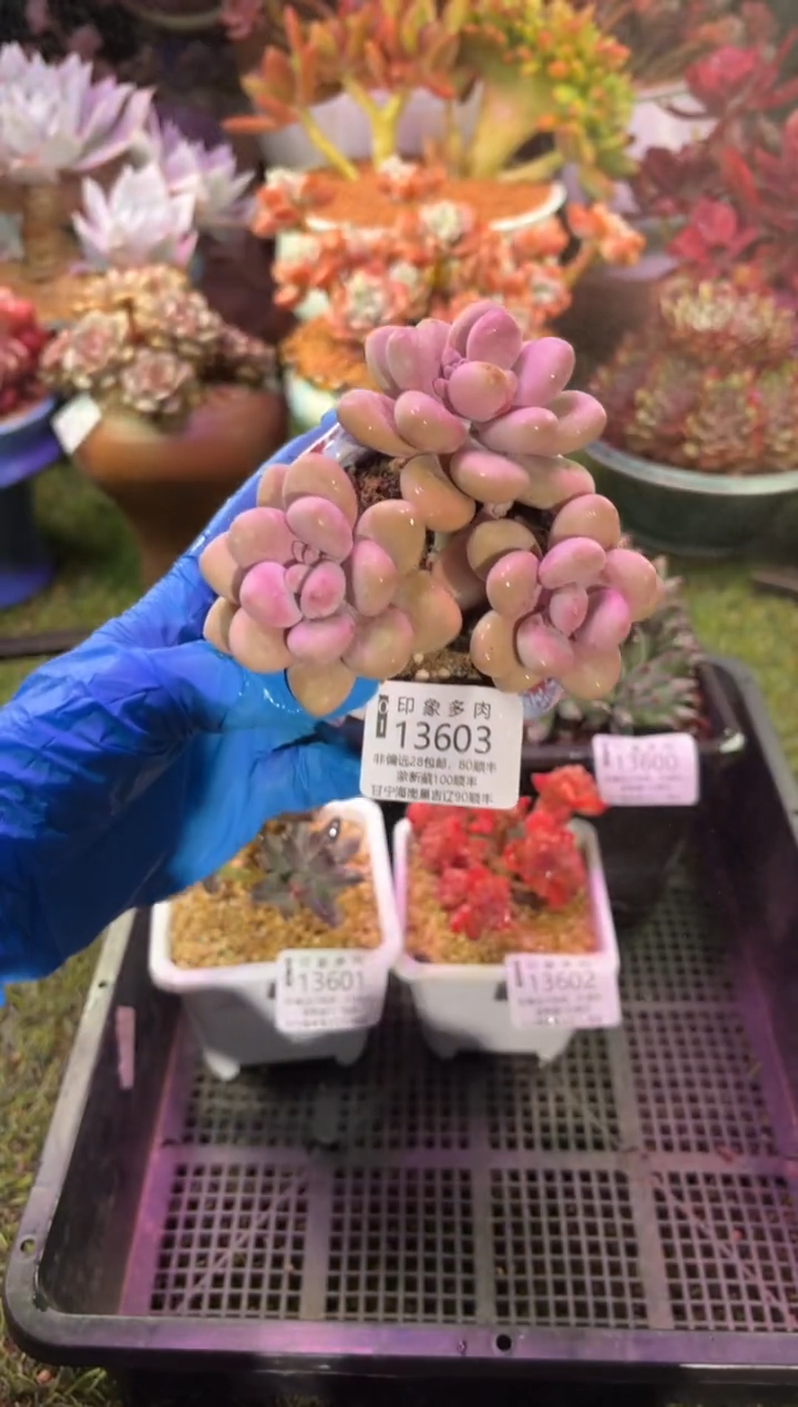 【闪购商品】13603