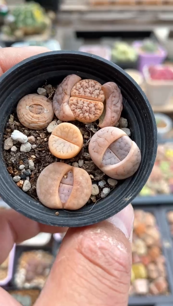 【闪购商品】639直播一物一拍